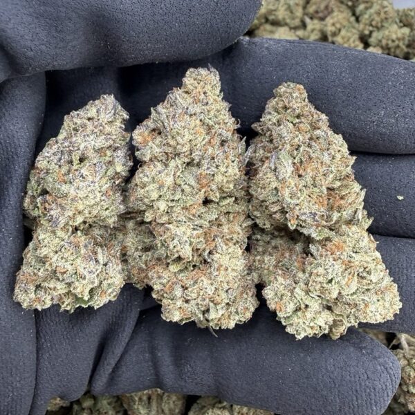 Buy Gelato Strain