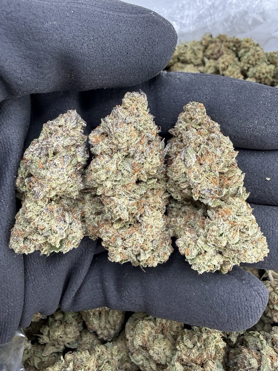Buy Gelato Strain
